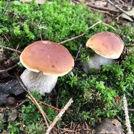 Ferienhaus Plessberg *