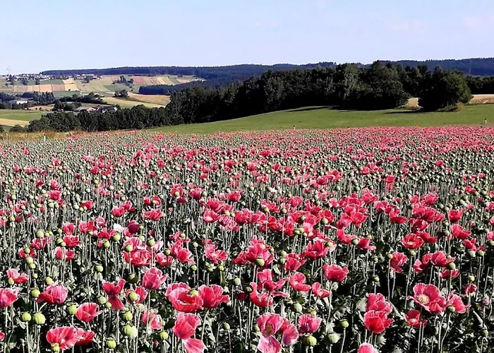 Ferienhaus Plessberg *