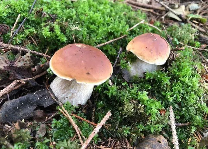 Ferienhaus Plessberg *